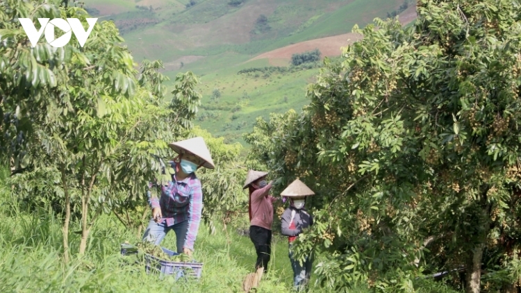 Sơn La cung cấp cho thị trường hơn 80000 tấn nhãn