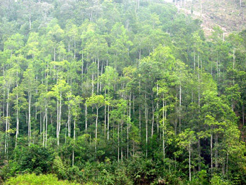 Nghịch lý gỗ rừng trồng khó chứng minh tính hợp pháp