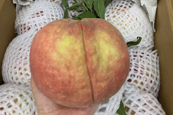 Loại đào Trung Quốc giá đến 200.000 đồng/kg, dân buôn bán cả vài tấn quả