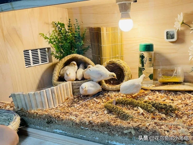 Những con gà chỉ bằng nắm tay 'gây bão', nườm nượp người đặt mua