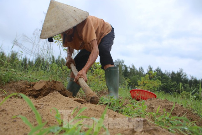 Kiếm bội tiền nhờ đi săn dế mùa lũ